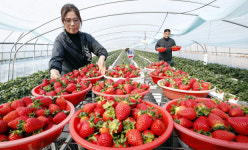 [오늘의포토] 무농약 딸기 맛보세요