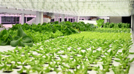 [오늘의포토] 광주 금남로 도심 속 농업 ‘AI 스마트팜’