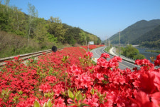 [남도 4계] 섬진강변을 물들이는 곡성 철쭉길