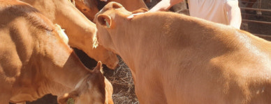 이게 국가대표 아빠 한우…곡성 축산농서 키운 소 ‘한우 보증씨수소 선발대회’ 1등