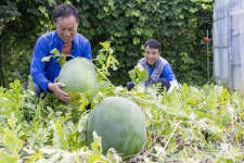 [오늘의포토] 세계지질공원에서 자란 무등산수박 출하요