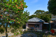 [팔도 핫플-거제 ‘지심도’] 봄보다 먼저 오는 너 ‘동백꽃 필 무렵’