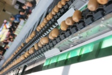 ‘해금골드키위’ 논란…느닷없이 ‘상표 도둑’ 내몰린 농민들