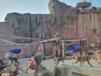 서울대공원 고릴라·침팬지 이달 29일부터 다시 볼 수 있게 된다