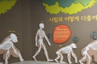 서울대공원 고릴라·침팬지 이달 29일부터 다시 볼 수 있게 된다