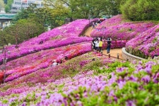 놓치면 후회··· 상춘객 발길 유혹하는 경기도 봄날 여행지 6선