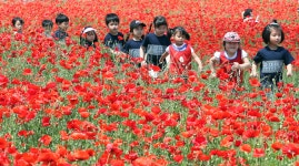 [경남브리핑] 이번 주말, 하동서 야생차 마시고 양귀비 꽃도 보고
