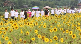 밀양 기회송림의 수백만 송이 해바라기, 전국적 명성