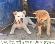 평생 옥죈 1m 목줄에서 해방된 누렁이…좋아서 진짜 웃어요