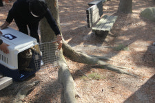 [진주24시] 진양호동물원서 구조된 수리부엉이 자연 방사