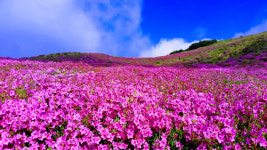 [합천24시] 합천군, 올해 황매산철쭉제 개최 취소