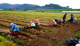 [합천24시] 합천군, 고령농가 일손돕기 본격 시작