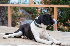 유기동물 보호소 표방한 신종 펫숍 주의보 [따듯한 동물사전]