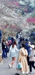 팝콘인가 매화인가…지금 광양은 매화 향연