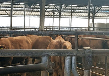 전남 해남에서 소 럼피스킨 의심신고…전남 축산농가 긴장