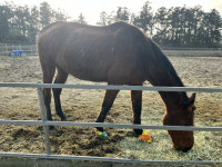 끝내 반짝거리지 못한 별밤이와 도담이 [김지나의 그런데 말(馬)입니다]