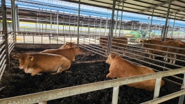 끝난 게 아니었나…전남 구제역 돼지농가로 확산 비상