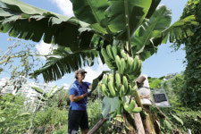 [포토뉴스] 여기가 동남아야? 도심 한복판에 피어난 바나나