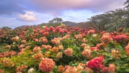 [합천 24시] 합천군 목수국 정원, 새 관광 자원으로 급부상