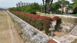 [영주 24시] "도심 하천의 변신"…영주시, 서천·남원천 산책로 넓힌다