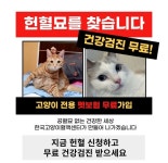 한국고양이혈액센터, 내달 1일부터 365일·전국 혈액 공급망 가동