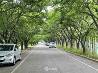 [더 가까이, 충주] 시민들이 즐겨 찾는 충주시 명소 하방마을 벚꽃길