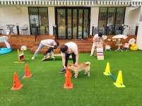 아이조아 요양보호소, 강아지·고양이 파양 아픔 극복위한 솔루션 제공