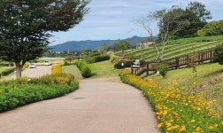 화순군, 추석 연휴 맞아 고인돌유적지 차량 통행 한시적 허용