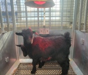 새끼염소 집중관리로 농가소득 높여요..보양식 인기↑