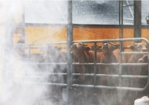 충북서 구제역 발생…한우 이어 염소농장까지 확산