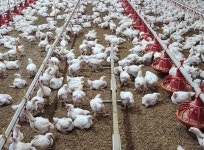 한강식품, 경기도 최초 육계 동물복지 인증 획득 쾌거