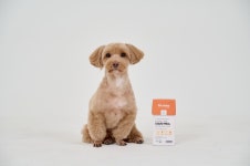 대상펫라이프 펫푸드 브랜드 닥터뉴토, 반려견 유동식 뉴트리케어 선봬