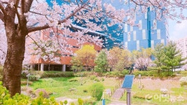 [포토뉴스] 장치천 밝히는 친환경 태양광 가로등과 벚꽃