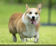 강아지숲, 반려견을 위한 7~8월 온라인 특별 프로모션 진행