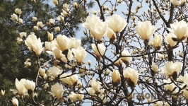 목련 꽃 그윽한 향기, 단지 어디서 퍼져 나오는 걸까 [오순화의 슬기로운 조경생활]