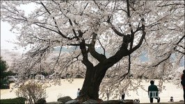 청초한 왕벚꽃 아래서, 순결한 벗님들 만나리 [오순화의 슬기로운 조경생활]