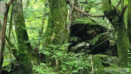 피서 천국 계곡으로! 다른 세상 숲속으로! [테마여행]