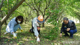 대주관 광주시회 매실도 수확하고, 즐거움도 수확하고