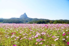 이 가을, 코스모스 앞에 다시 서련다