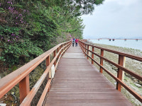 절정의 벚꽃 눈 호강하고 바다 향 맛집 입도 즐겁다 [테마여행]