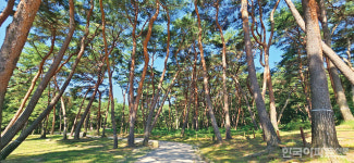 아득한 그리움 찾아 그윽한 솔향 속으로