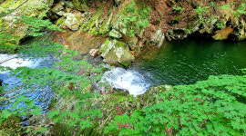 온통 초록에 덮인 숲속의 명상, 몸도 마음도 하얗게 힐링 [테마여행]