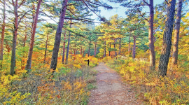쭉 뻗은 금강송 아래 노란 단풍 물결치고…축복의 가을숲 [테마여행]