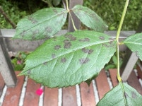 장미 잎 반점 검은무늬병 관리 어떻게?