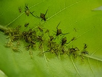 느티나무보청기주 | 반짝이는 잎 뒤에 숨은 불청객, 봄철 진딧물