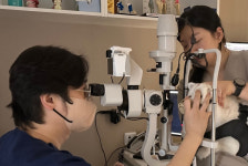 심각한 통증을 부르는 반려동물 녹내장, 초기 발견 중요한 이유