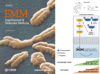 네오켄바이오-KIST-울산의대, 비소세포 폐암에서 CBD 병용 항암 시너지 효능 확인