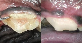 깨진 자기 치아조각으로 치아 살리기 성공… 힐링힐스동물치과, 반려동물 치과 치료의 새 지평