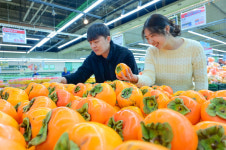 농협유통 하나로마트, 올해 처음 나온 대봉시 선보여