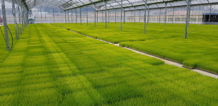 바쁘다 바뻐...본격적인 모내기철 앞둔 이천 대월농협 육묘장